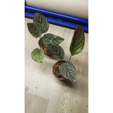 Calathea Sanderiana уценка 450р