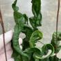 Microsorum punctatum cv. Twisted Dwarf (compact form).