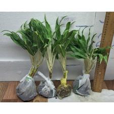Аглаонема Рич номер 4 / Aglaonema Rich no.4 A-68