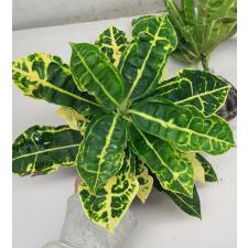 Codiaeum Siam Harmonius (yellow form) 60 - 70