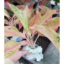 Aglaonema P-28 BarameeRung