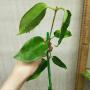 Hoya onychoides No.2 'Mercury'