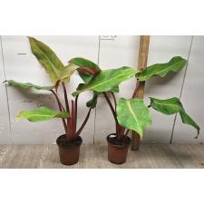 Philodendron ORANGE MARMALADE