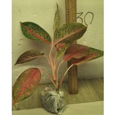 Аглаонема МонгколМани. / Aglaonema MongkolManee A-57