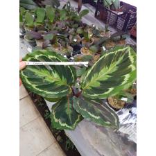Calathea 'medallion' в 12 см горшке