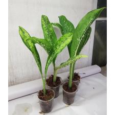 Dieffenbachia Dragon Scale S