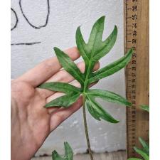 Alocasia brancifolia pot