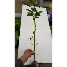 Chionanthus ramiflorus 155