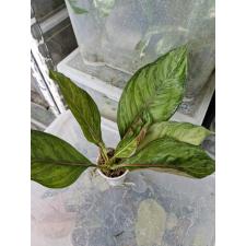 Aglaonema sp. God Army стакан Д 1100р