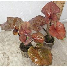 Каладиум сп. С-10 / Caladium sp C-10
