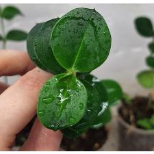 Карисса грандифлора / carissa grandiflora (S)