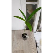 Codiaeum Mortii pot 136 уценка по 550р