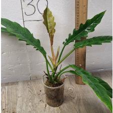 Philodendron 'Narrow Escape'