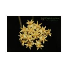 Hoya sp. (Perak, aff.perakensis , Sumatra, Yellow flowers with big corona)(S.12) EPC-663