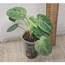 Syngonium macrophyllum Ice Frost (S)