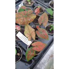 Caladium 22.06… 6 cm pot