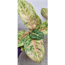 Aglaonema Tiger 3 colors A-81