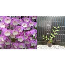 dischidia imbricata 1+