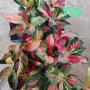 Aglaonema T29 Parich