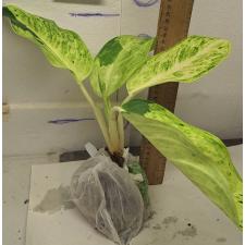 Аглаонема Сан дроп / Aglaonema Sun drop A-38