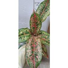Aglaonema 20 Karat A-2