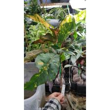 Codiaeum Nongluk 178