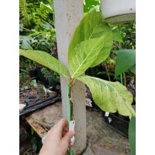 Ficus sp.(T32) Golden variegated 182