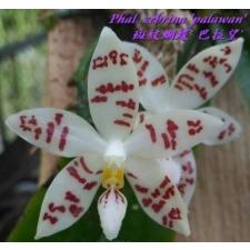 Фаленопсис зебрина ‘Палаван’ / Phal. zebrina 'Palawan'