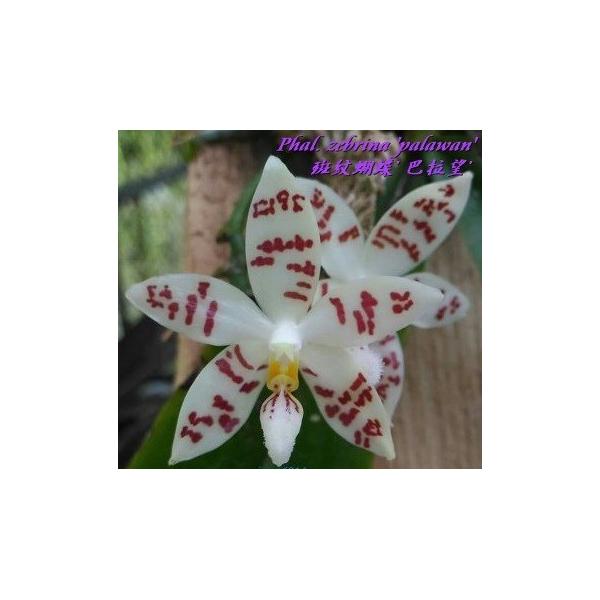 Фаленопсис зебрина ‘Палаван’ / Phal. zebrina 'Palawan'