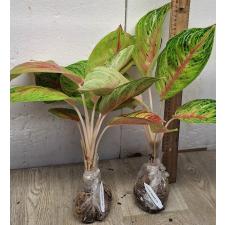 Аглаонема РуайЛаб / Aglaonema RuayLab A-84