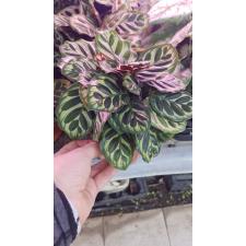 Calathea Makoyana 14 cm