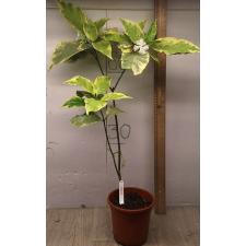 Табернемонтана растопыренная (Белый край листа) / Tabernaemontana divaricata (white margin leaf) 260