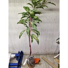 Manilkara achras (yellow leaf)(grafted) 147-3 по 3900р