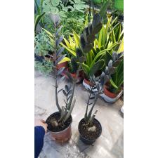 Zamioculcas zamiifolia (black leaf) pot