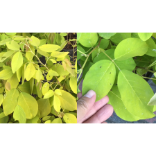 Дендролобиум умбеллатум «Вануату» / Dendrolobium umbellatum 'Vanuatu'.