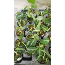 Aglaonema pictum tricolor 1,7" детка