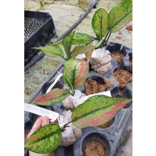 Aglaonema sp Heng Heng Heng мох 17 уценка 650р