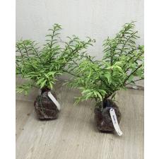 Wrightia sp.(T01) Dwarf albomarginata (Vietnam)