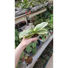 Phal. Chia E Yenlin (variegata) 2.5'' B31 octob