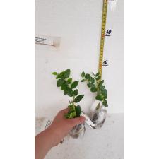 Carissa carandas Dwarf (Japan) 203