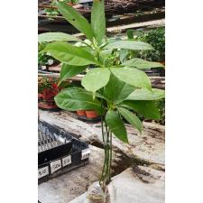 Anthurium digitatum 134/1