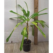 Codiaeum (T31) Yellow veination and green trilobe leaf 73