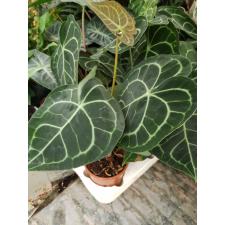 Anthurium Clarinervium 12 cm pot 25.08