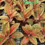 Aglaonema NEW11 BanLung