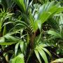 Hyophorbe lagenicaulis (Bottle palm)