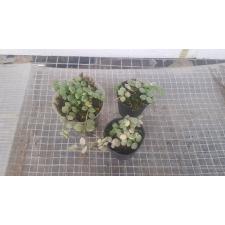 Dischidia nummularioides variegata 'Silver' pot