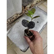 zamioculcas black sp pot s 450p