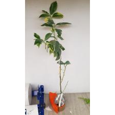Citrus limon 'Variegated Pink Eureka Lemon'.