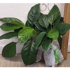 Аглаонема Кхунмакрача / Aglaonema Khunmakracha A-34