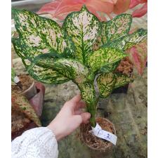 Aglaonema Look Sethi P-32 стакан